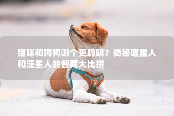 貓咪和狗狗哪個更聰明？揭秘喵星人和汪星人的智商大比拼