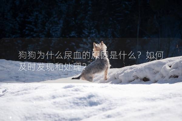 狗狗為什么尿血的原因是什么？如何及時發現和處理？