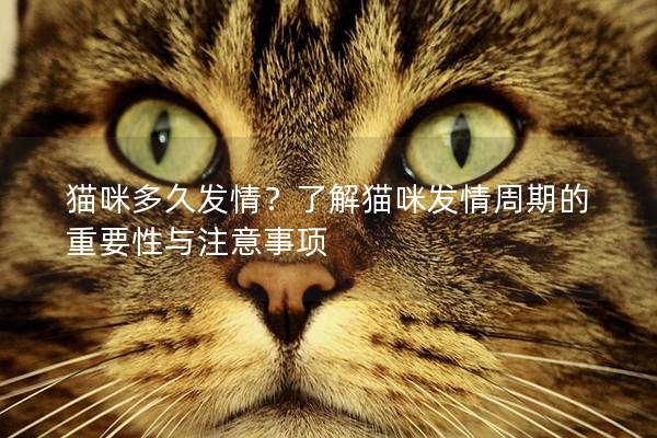 貓咪多久發(fā)情？了解貓咪發(fā)情周期的重要性與注意事項(xiàng)
