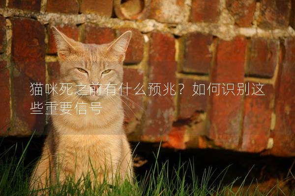 貓咪死之前有什么預兆？如何識別這些重要信號