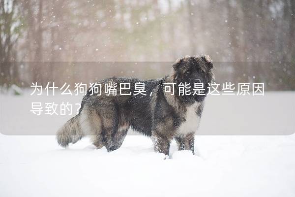 為什么狗狗嘴巴臭，可能是這些原因導致的？