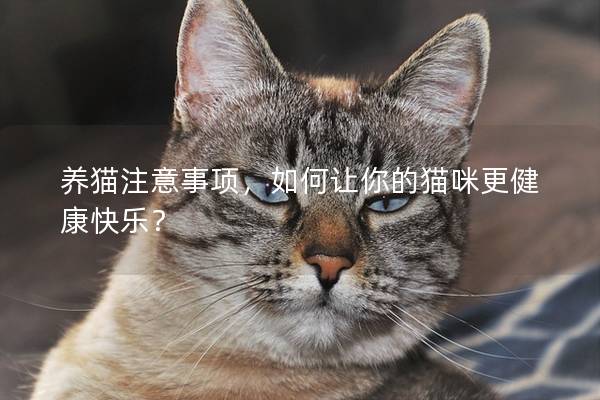 養(yǎng)貓注意事項，如何讓你的貓咪更健康快樂？