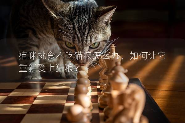 貓咪挑食不吃貓糧怎么辦，如何讓它重新愛上貓糧？