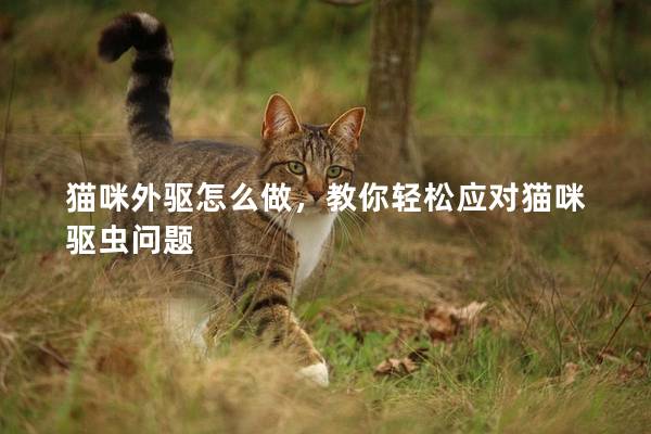 貓咪外驅怎么做，教你輕松應對貓咪驅蟲問題