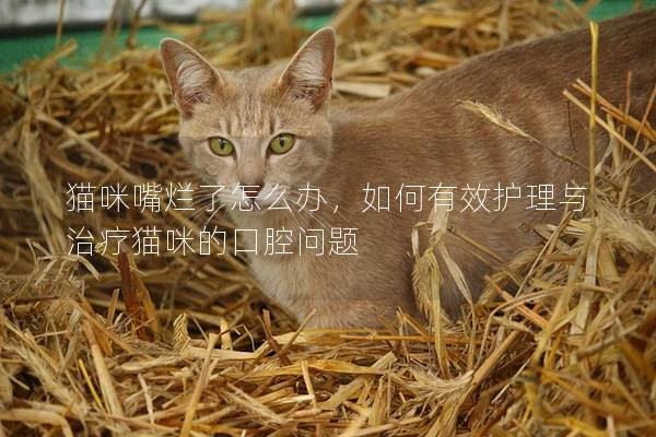 貓咪嘴爛了怎么辦，如何有效護理與治療貓咪的口腔問題