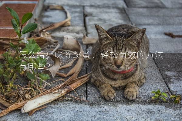 怎么給貓咪除跳蚤，輕松有效的方法有哪些？