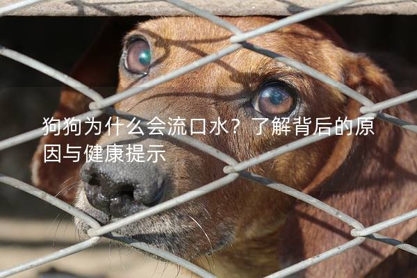 狗狗為什么會流口水？了解背后的原因與健康提示