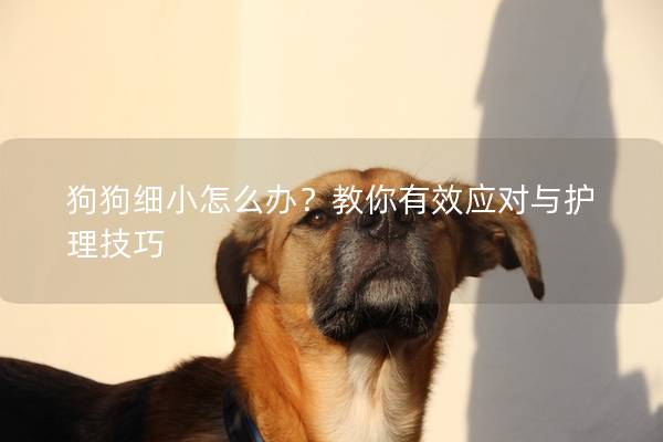 狗狗細小怎么辦？教你有效應對與護理技巧