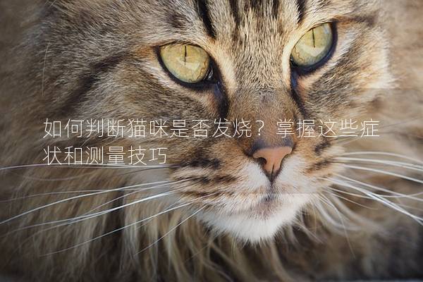 如何判斷貓咪是否發(fā)燒？掌握這些癥狀和測(cè)量技巧