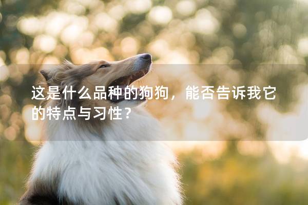 這是什么品種的狗狗，能否告訴我它的特點(diǎn)與習(xí)性？