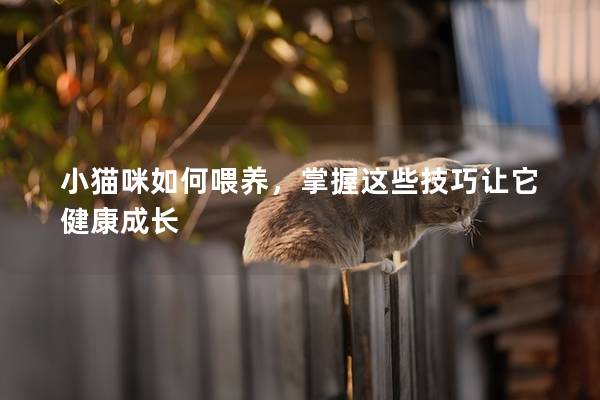 小貓咪如何喂養，掌握這些技巧讓它健康成長