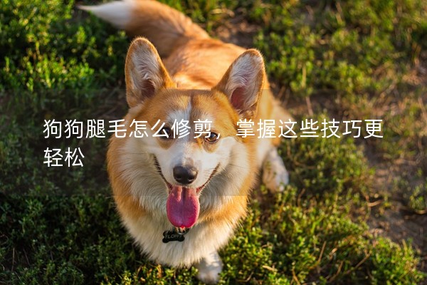 狗狗腿毛怎么修剪，掌握這些技巧更輕松