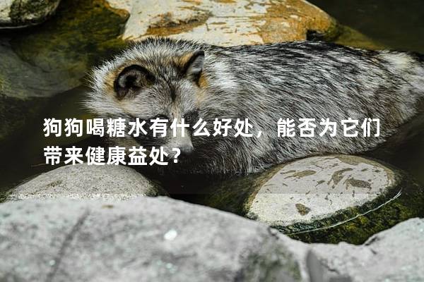 狗狗喝糖水有什么好處，能否為它們帶來健康益處？
