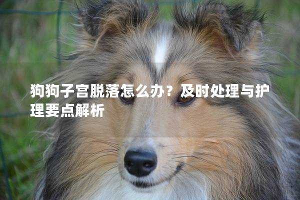 狗狗子宮脫落怎么辦？及時(shí)處理與護(hù)理要點(diǎn)解析