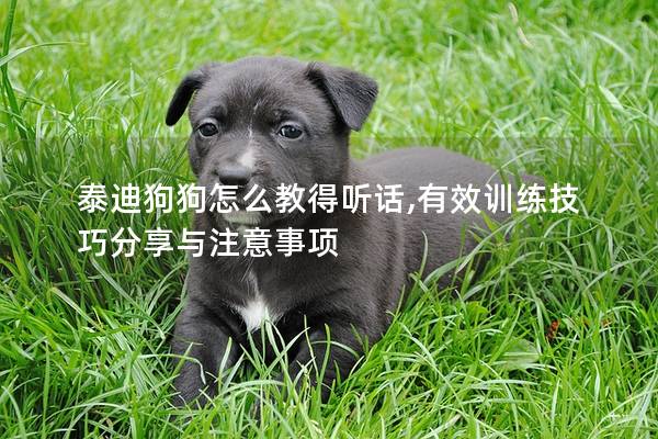 泰迪狗狗怎么教得聽話,有效訓(xùn)練技巧分享與注意事項(xiàng)