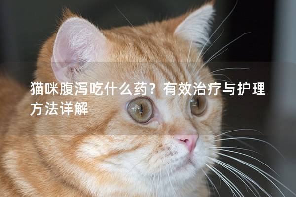 貓咪腹瀉吃什么藥？有效治療與護(hù)理方法詳解