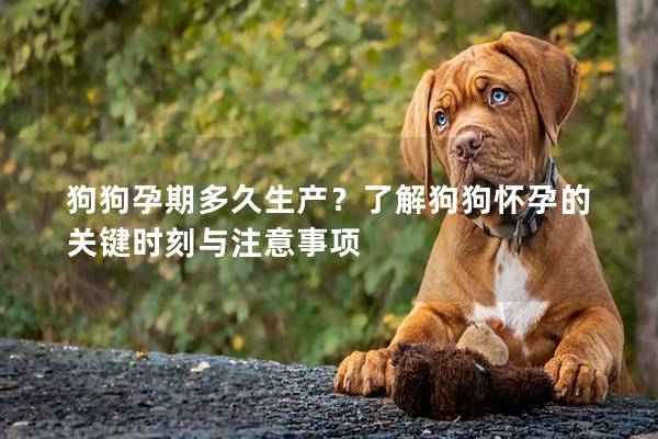 狗狗孕期多久生產？了解狗狗懷孕的關鍵時刻與注意事項