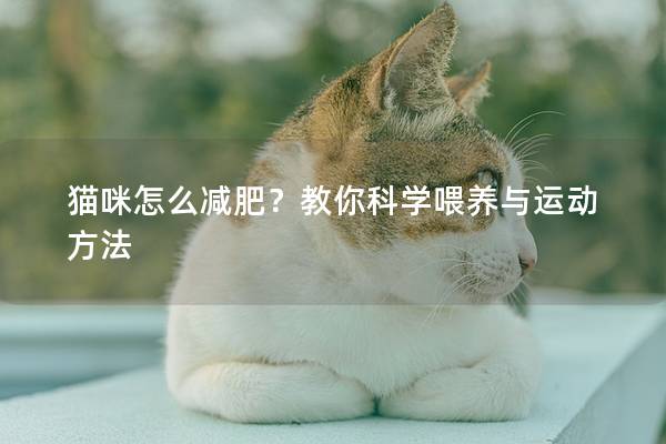 貓咪怎么減肥？教你科學喂養與運動方法