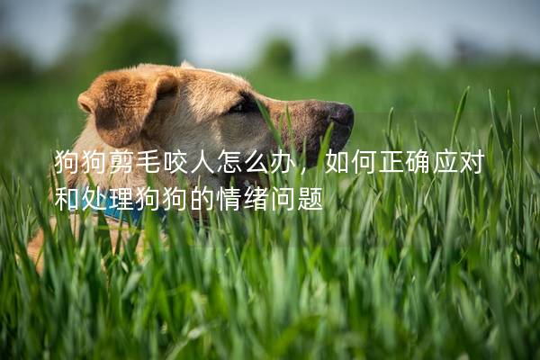 狗狗剪毛咬人怎么辦,如何正確應對和處理狗狗的情緒問題 狗狗剪毛咬人怎么辦,如何正確應對和處理狗狗的情緒問題