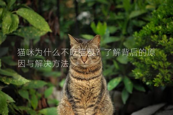 貓咪為什么不吃貓糧？了解背后的原因與解決方法