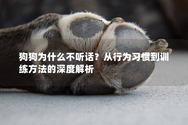 狗狗為什么不聽話？從行為習慣到訓練方法的深度解析