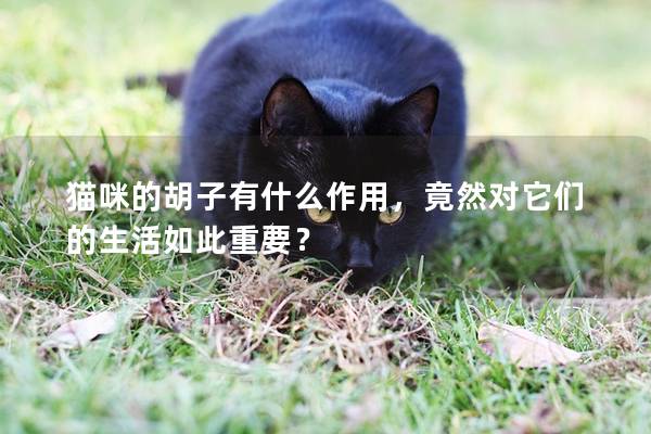 貓咪的胡子有什么作用，竟然對(duì)它們的生活如此重要？