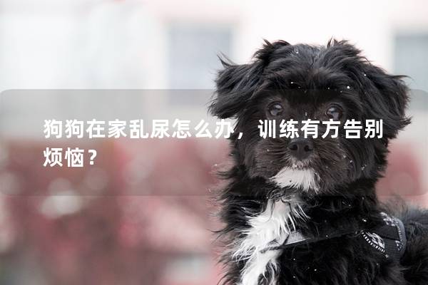 狗狗在家亂尿怎么辦，訓練有方告別煩惱？