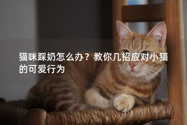貓咪踩奶怎么辦？教你幾招應(yīng)對(duì)小貓的可愛行為