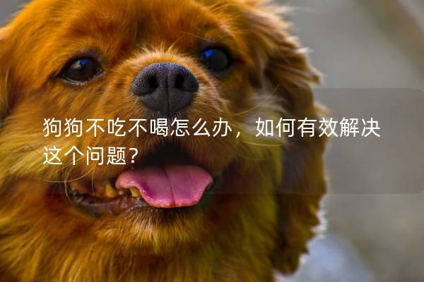 狗狗不吃不喝怎么辦，如何有效解決這個問題？