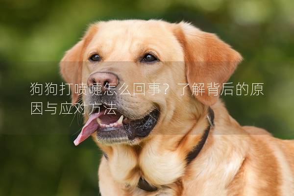 狗狗打噴嚏怎么回事？了解背后的原因與應對方法