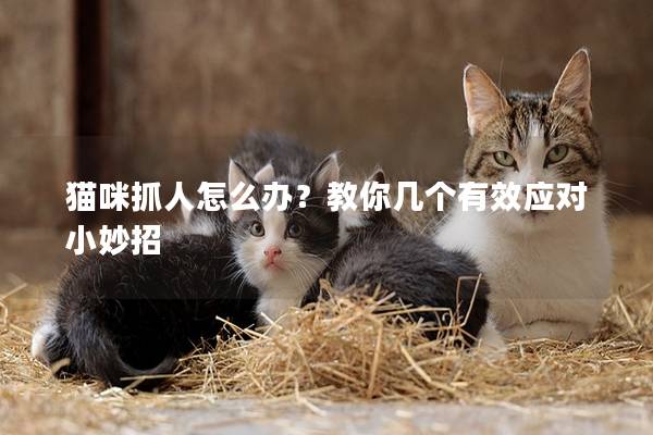 貓咪抓人怎么辦？教你幾個有效應對小妙招