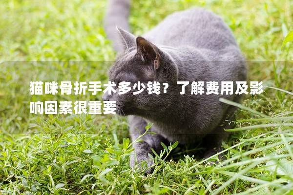 貓咪骨折手術多少錢？了解費用及影響因素很重要