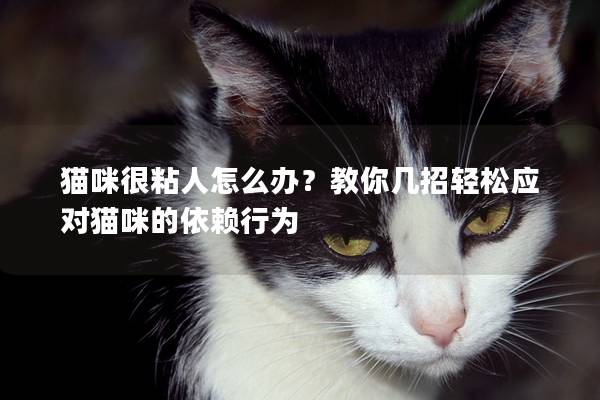 貓咪很粘人怎么辦？教你幾招輕松應對貓咪的依賴行為