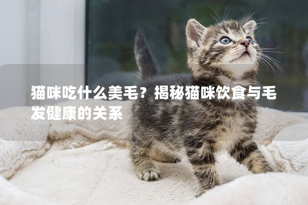 貓咪吃什么美毛？揭秘貓咪飲食與毛發健康的關系