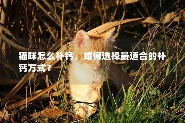 貓咪怎么補鈣，如何選擇最適合的補鈣方式？
