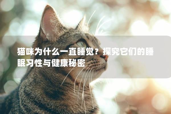 貓咪為什么一直睡覺？探究它們的睡眠習性與健康秘密