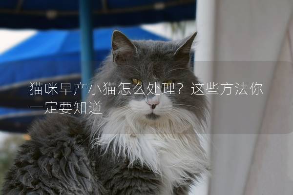 貓咪早產(chǎn)小貓怎么處理？這些方法你一定要知道