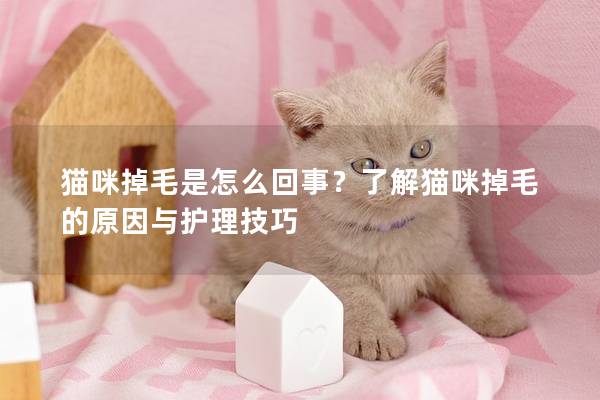 貓咪掉毛是怎么回事？了解貓咪掉毛的原因與護理技巧