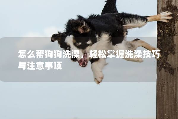 怎么幫狗狗洗澡，輕松掌握洗澡技巧與注意事項