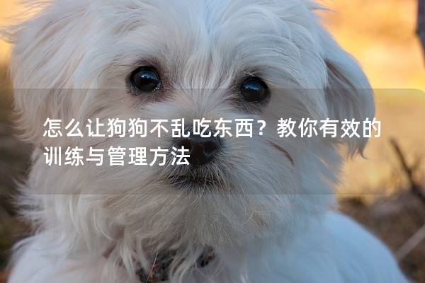 怎么讓狗狗不亂吃東西？教你有效的訓練與管理方法