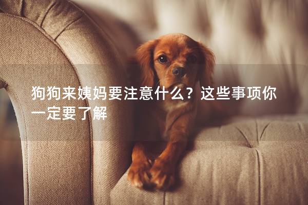 狗狗來姨媽要注意什么？這些事項(xiàng)你一定要了解