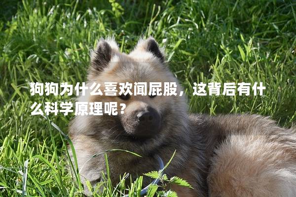 狗狗為什么喜歡聞屁股，這背后有什么科學原理呢？