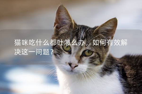 貓咪吃什么都吐怎么辦，如何有效解決這一問(wèn)題？