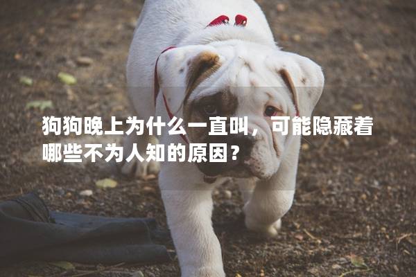狗狗晚上為什么一直叫，可能隱藏著哪些不為人知的原因？