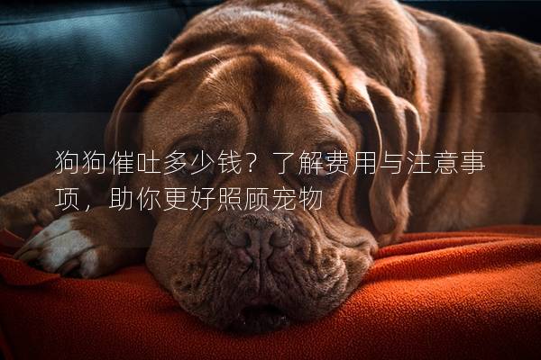 狗狗催吐多少錢？了解費用與注意事項，助你更好照顧寵物
