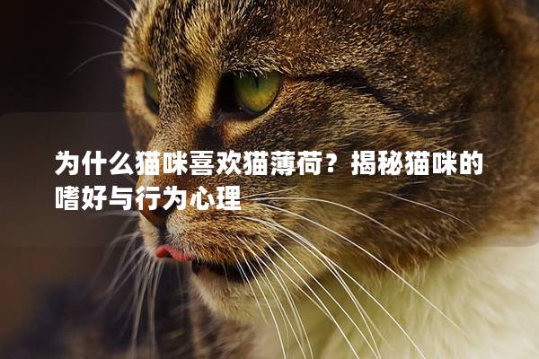 為什么貓咪喜歡貓薄荷？揭秘貓咪的嗜好與行為心理