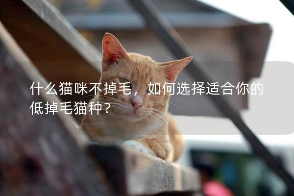 什么貓咪不掉毛，如何選擇適合你的低掉毛貓種？