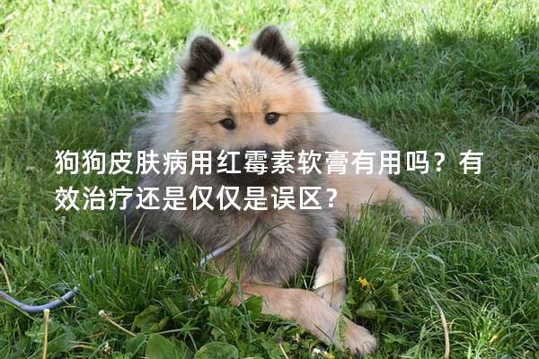 狗狗皮膚病用紅霉素軟膏有用嗎？有效治療還是僅僅是誤區？