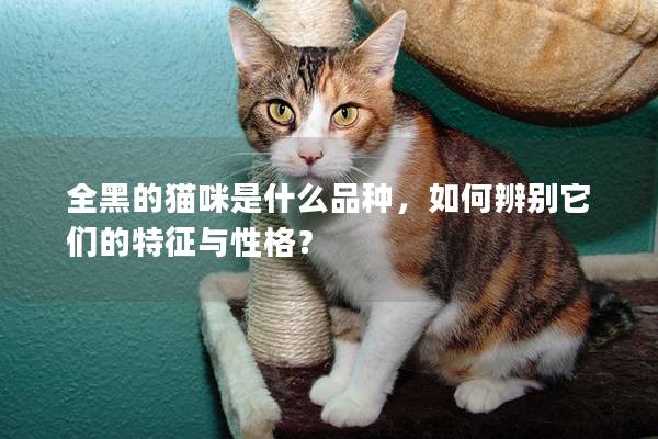 全黑的貓咪是什么品種，如何辨別它們的特征與性格？