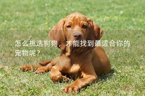 怎么挑選狗狗，才能找到最適合你的寵物呢？